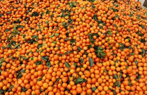 橘子如何存儲在保鮮冷庫中 橘子如何存儲在保鮮冷庫中