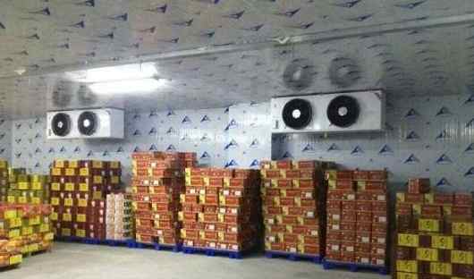 香蕉如何正確儲存在氣調冷庫中 香蕉如何正確儲存在氣調冷庫中