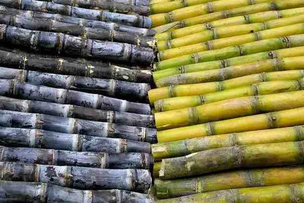 甘蔗冷庫儲存方法 甘蔗冷庫儲存方法